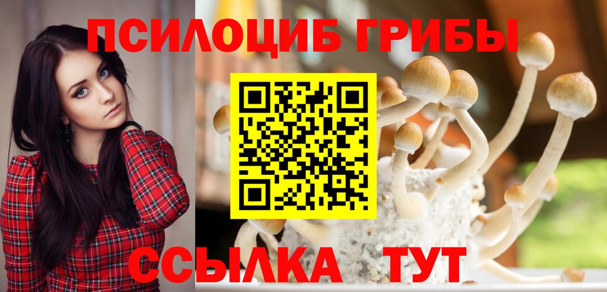 Хасавюрт  купить наркотик  Вход с VPN  Псилоцибиновые грибы Psilocybine cubensis 